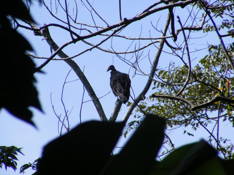 bird condor